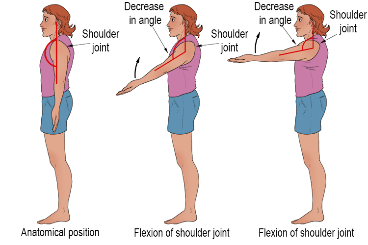 Shoulder flexion occurs when you lift your arms up from the anatomical position so they arrive outstretched in front of you